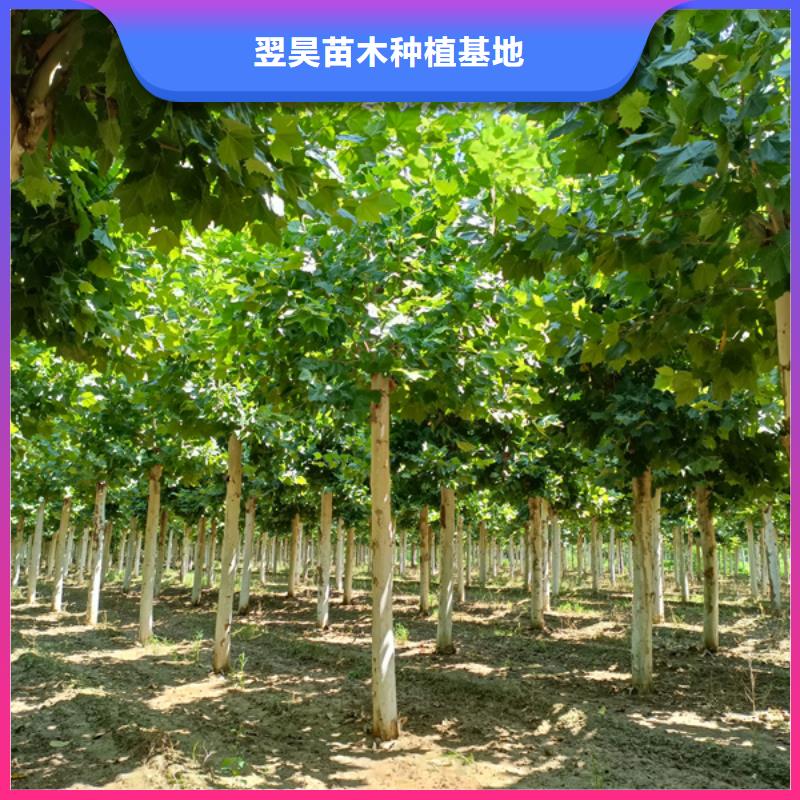 法桐五角枫一手价格