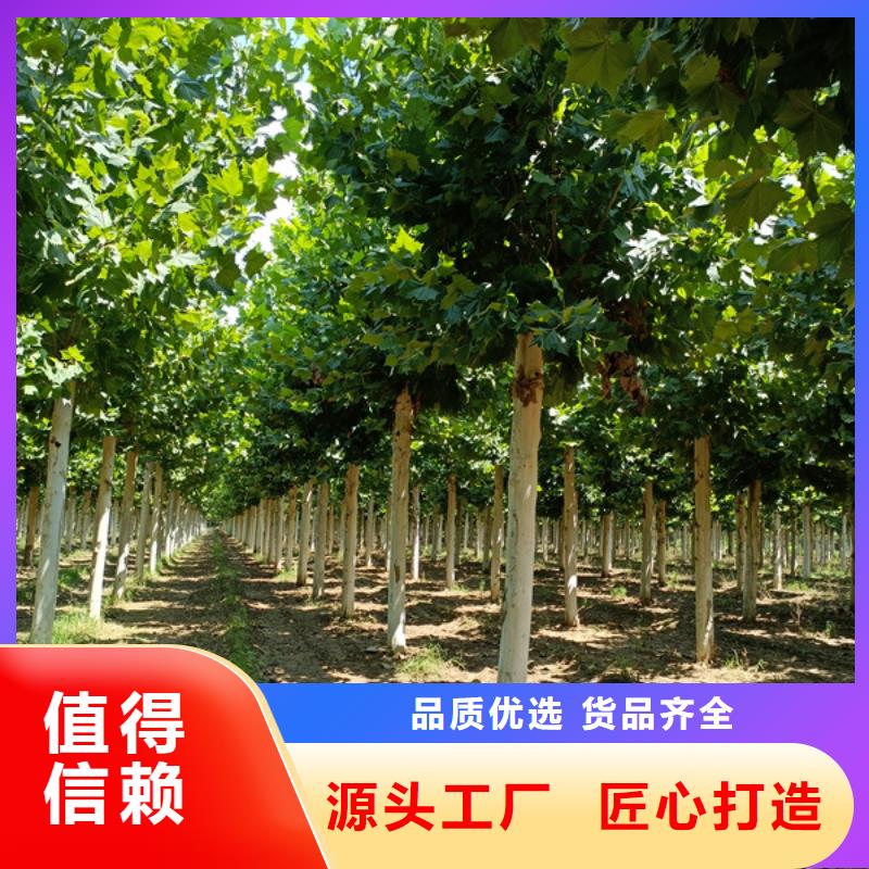 法桐厂家拥有先进的设备