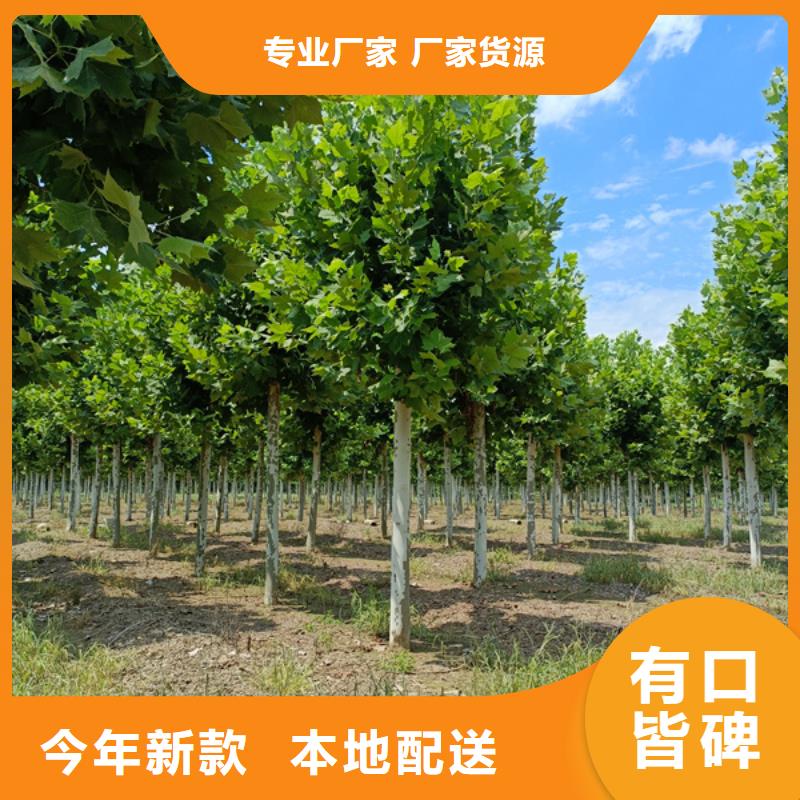 法桐美国红枫品牌大厂家