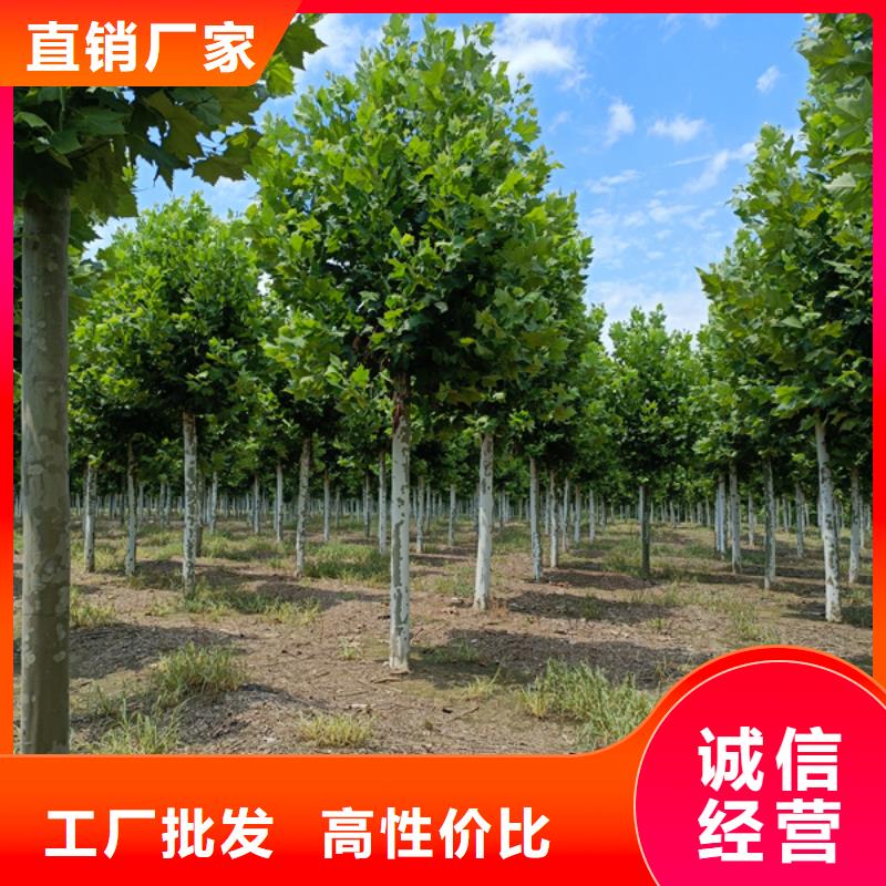 法桐,【美国红枫】源头工厂量大优惠