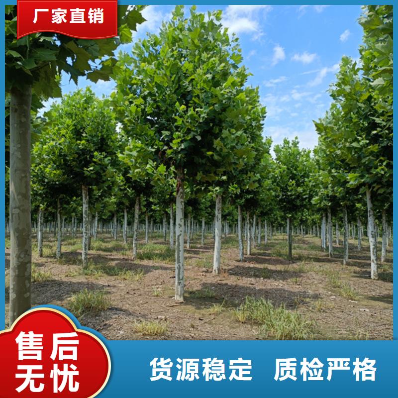 法桐黄金槐生产加工