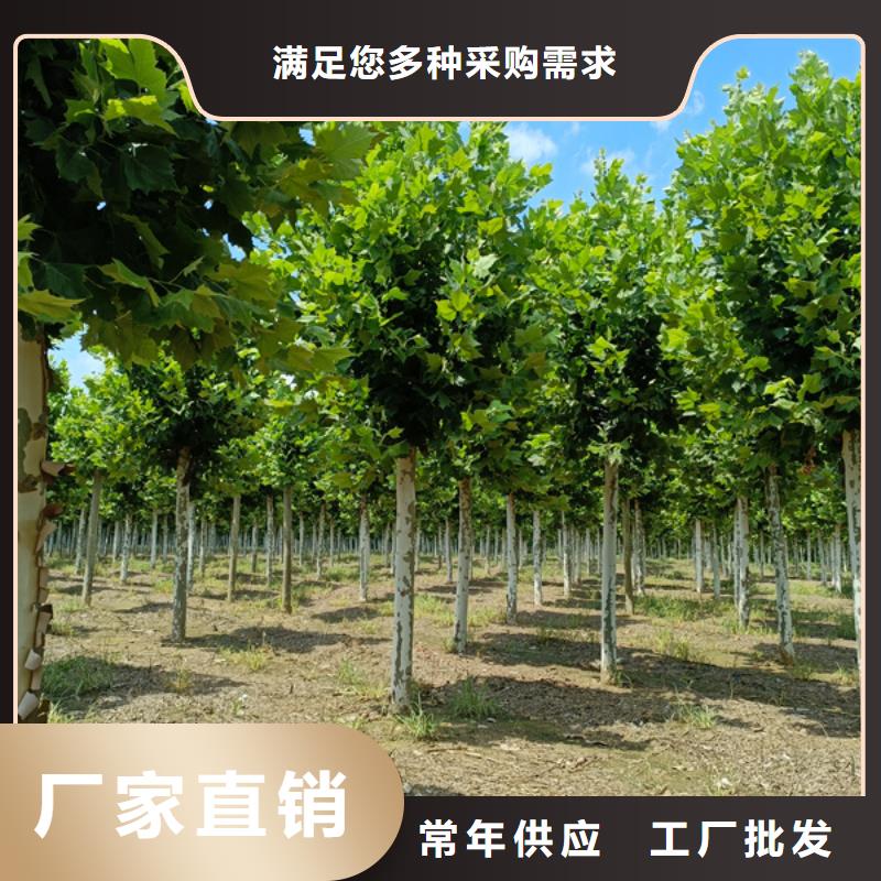 法桐黄金槐货源报价