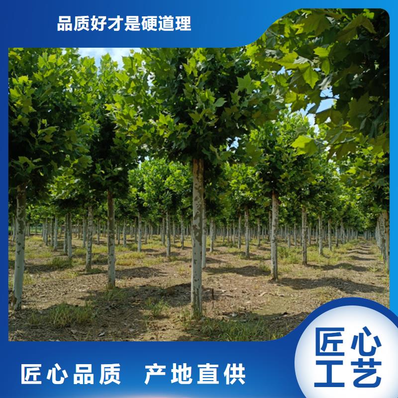 法桐国槐厂家直销大量现货