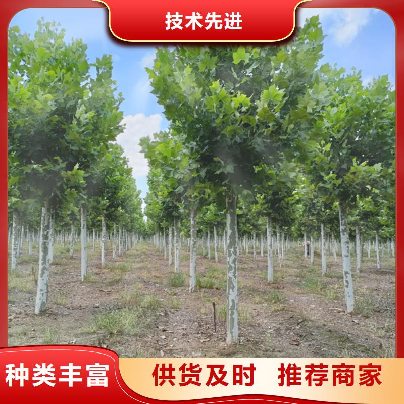 五角枫视频-五角枫-翌昊苗木种植基地(鄂州市分公司)服务区域梁子湖|鄂城|武汉|襄阳|孝感|宜昌|黄冈|黄石
