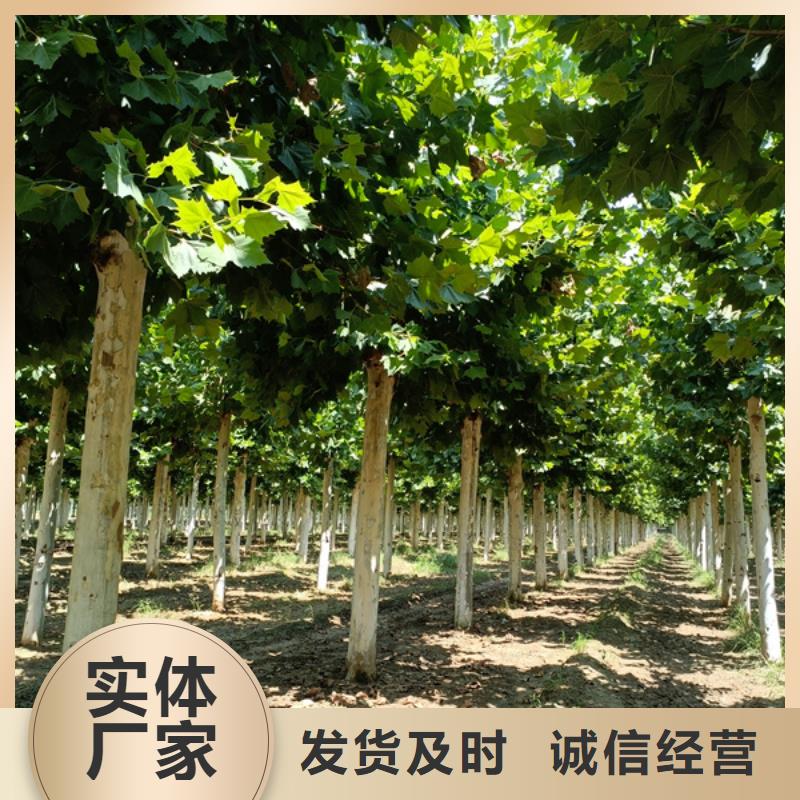 法桐黄金槐对质量负责