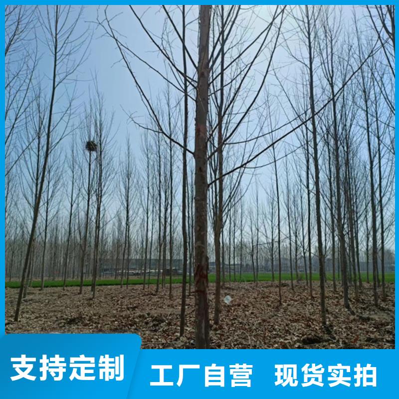 法桐美国红枫品牌大厂家