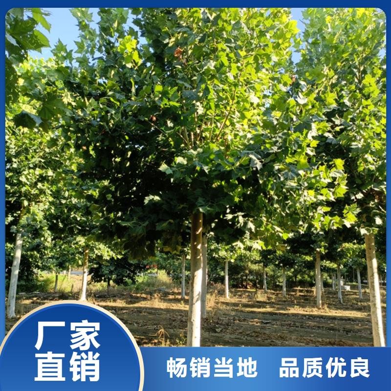 法桐美国红枫保障产品质量