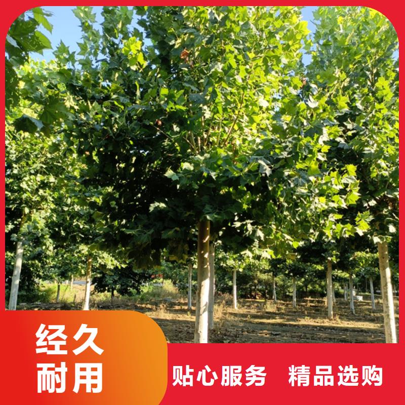 五角枫视频-五角枫-翌昊苗木种植基地(鄂州市分公司)服务区域梁子湖|鄂城|武汉|襄阳|孝感|宜昌|黄冈|黄石