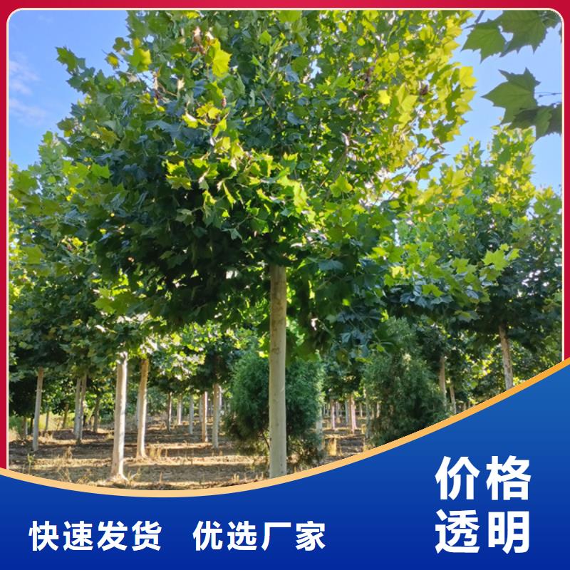 法桐五角枫价格低