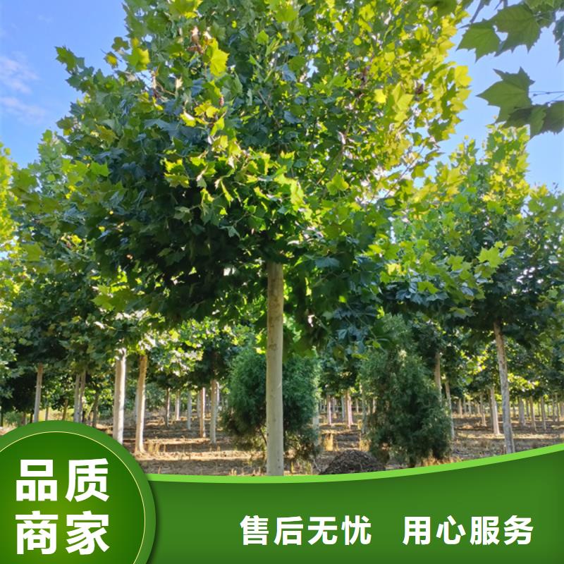 法桐白蜡一站式采购