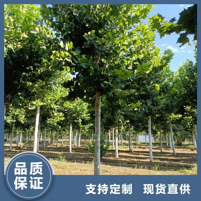 法桐白蜡一站式采购