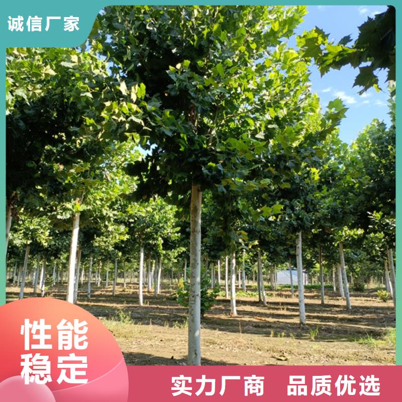 法桐_北京栾符合行业标准