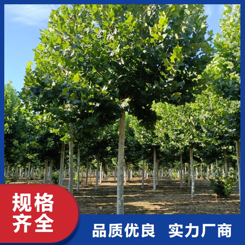 法桐金叶槐产地工厂