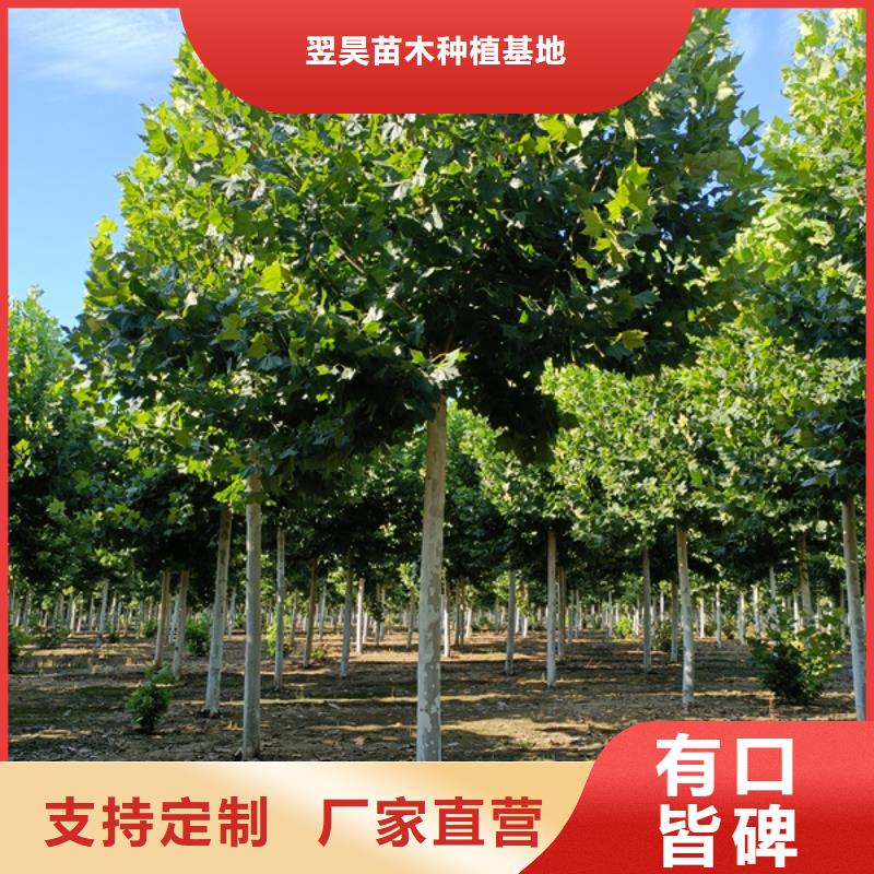 【法桐,国槐供您所需】