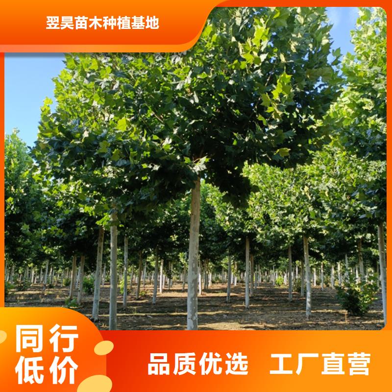 法桐美国红枫质量优选