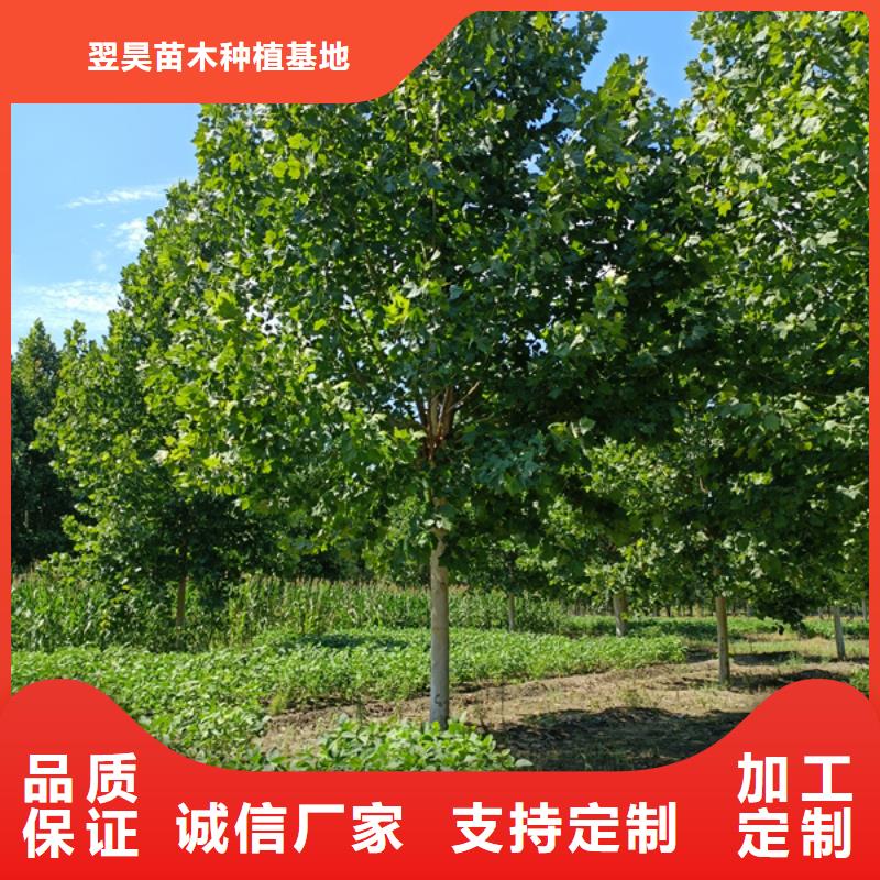 法桐,秋紫白蜡当地厂家值得信赖