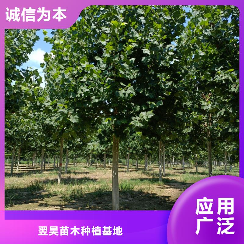 法桐,白蜡质量无忧