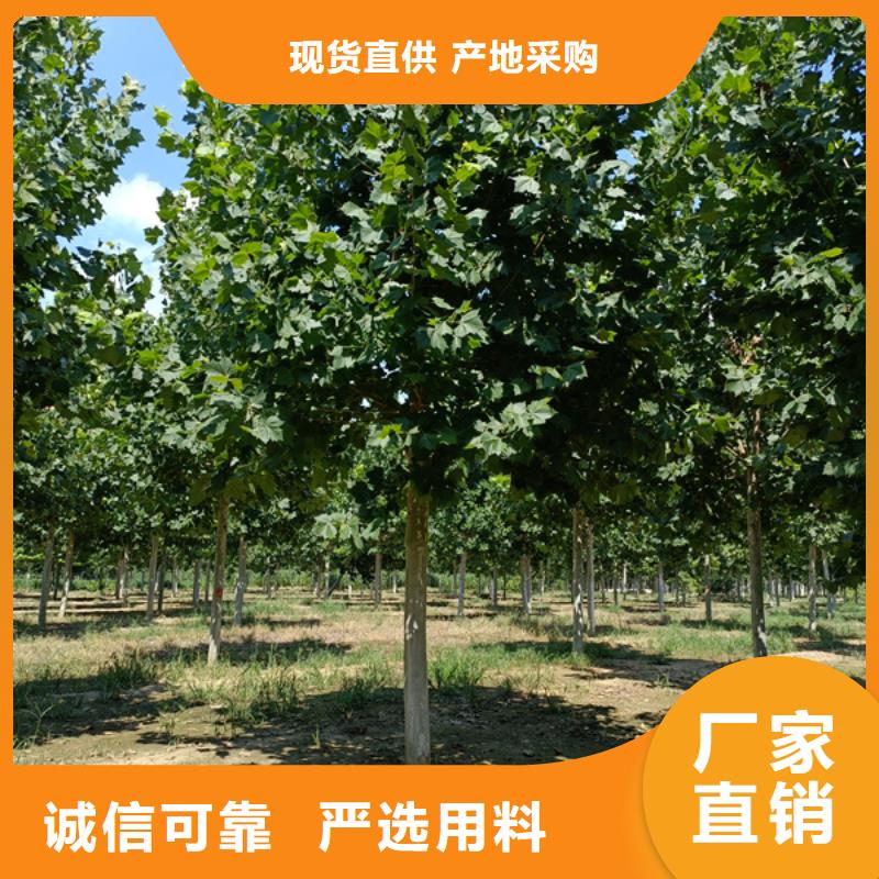五角枫视频-五角枫-翌昊苗木种植基地(鄂州市分公司)服务区域梁子湖|鄂城|武汉|襄阳|孝感|宜昌|黄冈|黄石