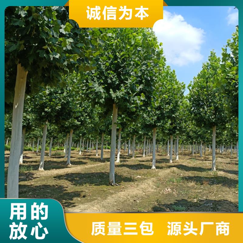 法桐美国红枫保障产品质量