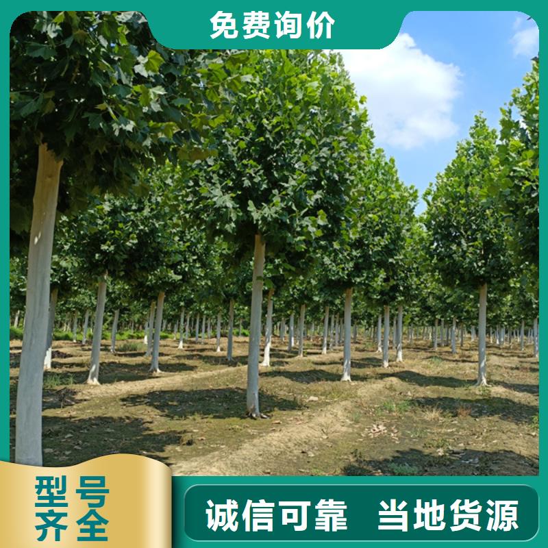 法桐樱花品质优选