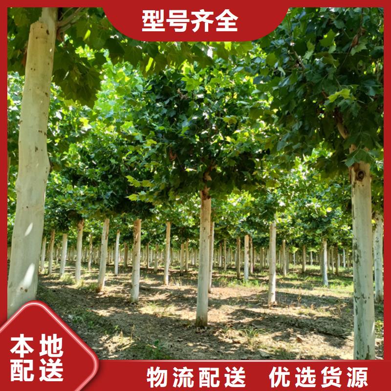 法桐厂家拥有先进的设备