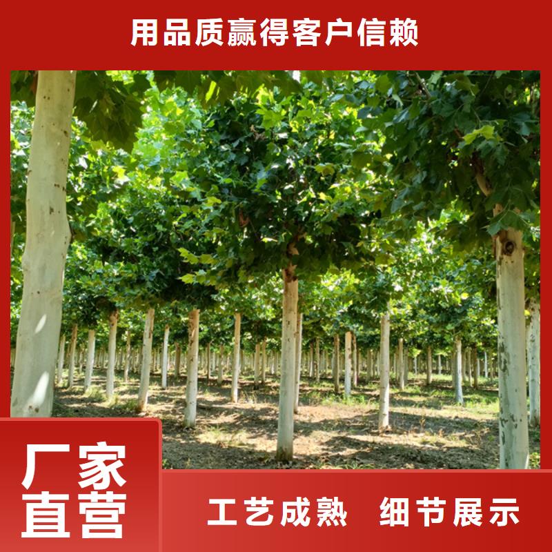 法桐_樱花生产经验丰富