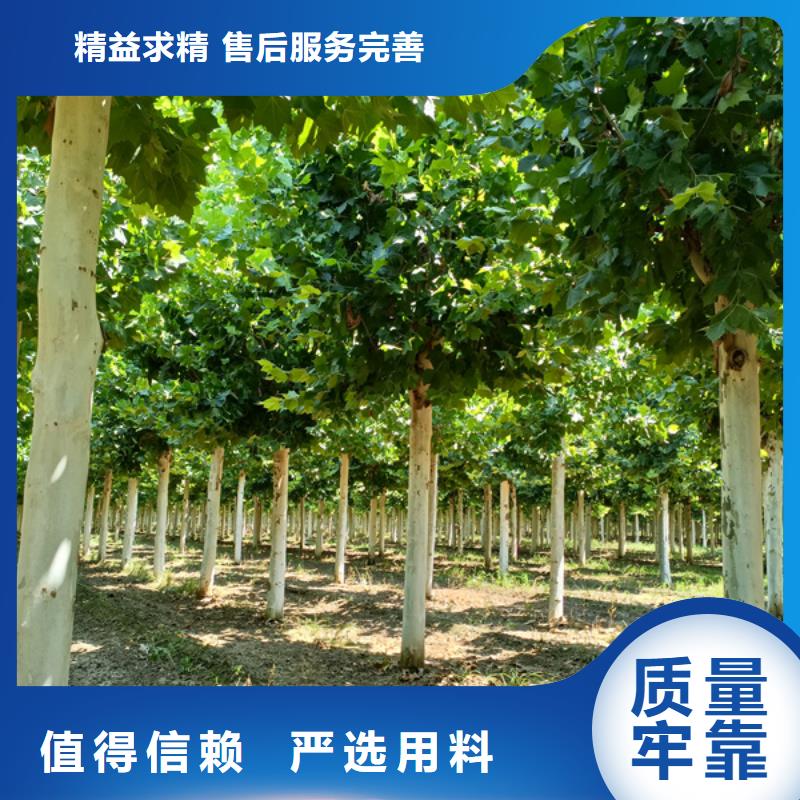 法桐截杆发帽本地配送