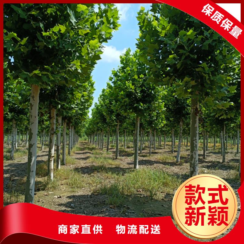 法桐黄金槐源头采购