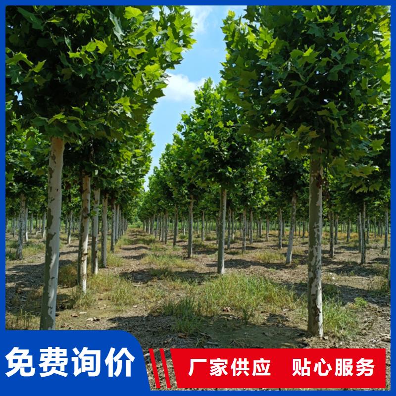 法桐美国红枫质量优选