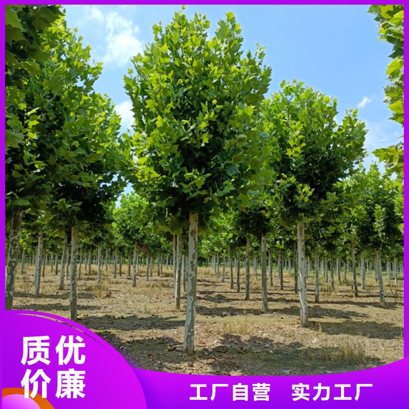 法桐美国红枫品牌大厂家