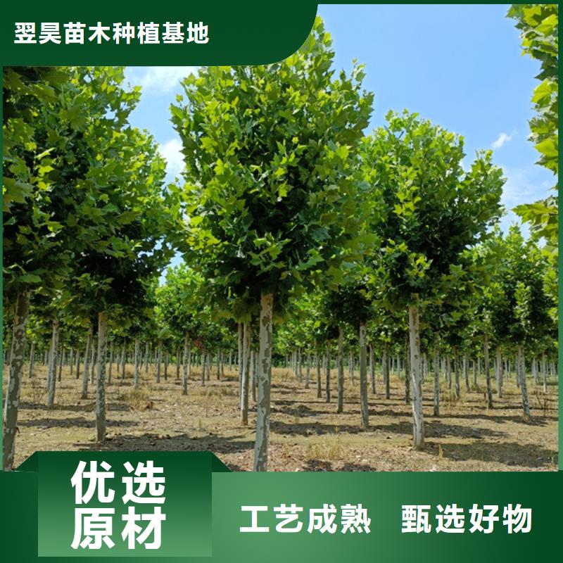 法桐 北京栾认准大品牌厂家