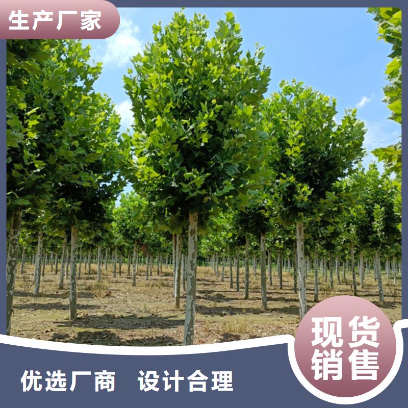 法桐国槐厂家直销大量现货