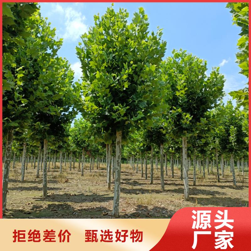 法桐五角枫价格低