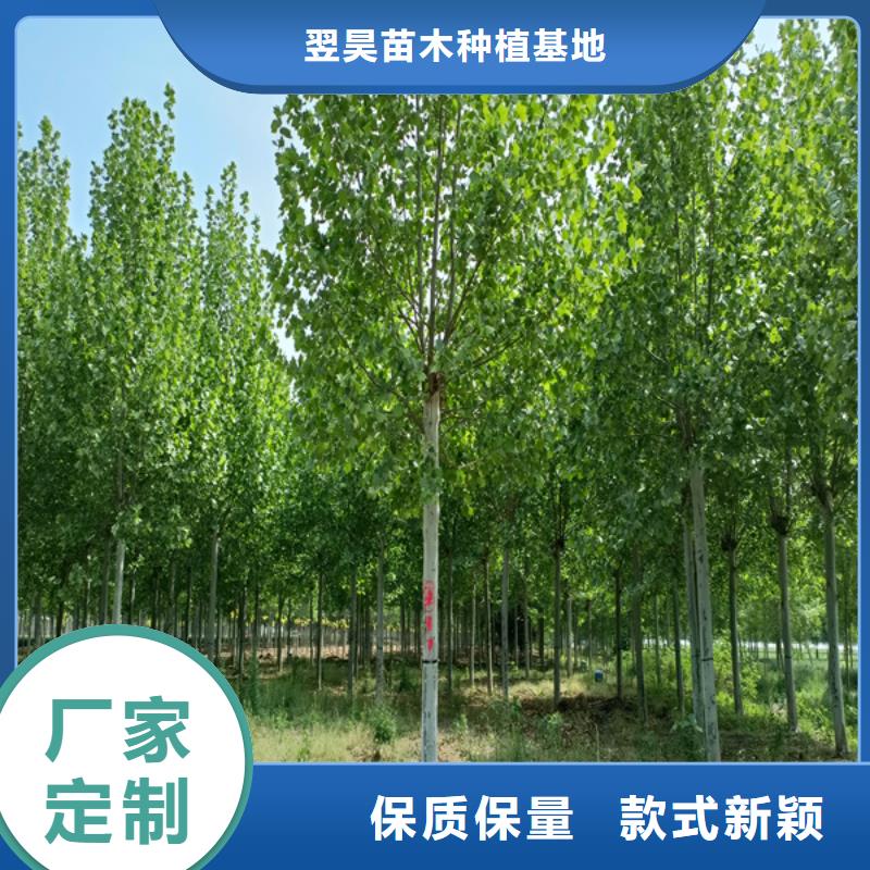 法桐五角枫质量层层把关