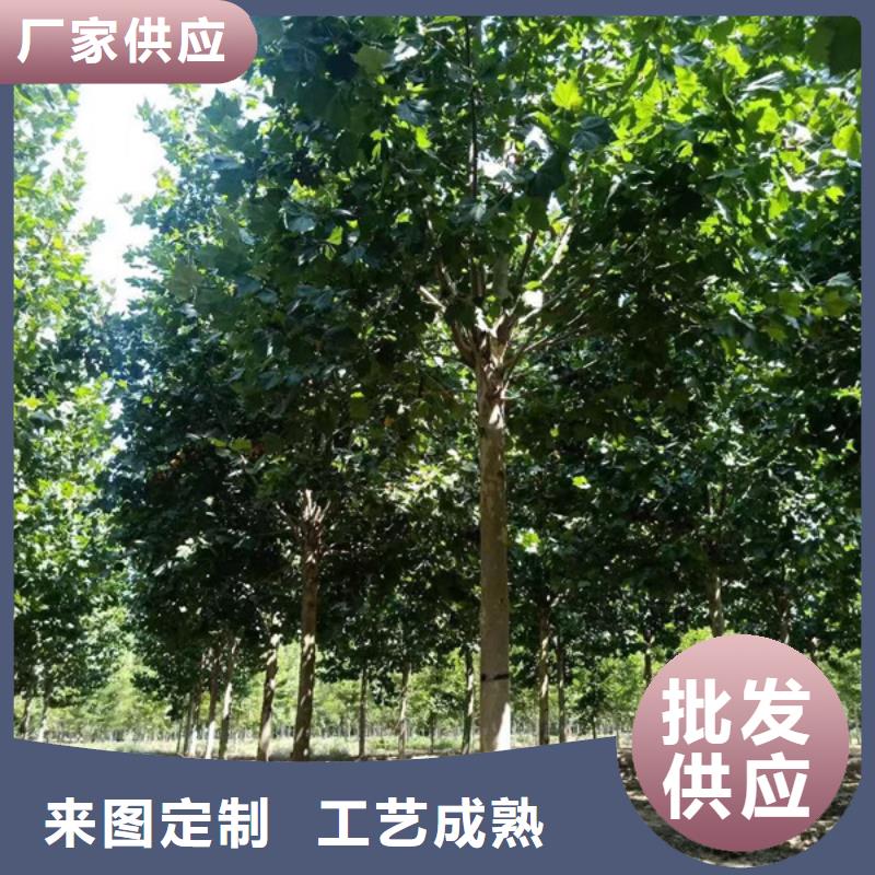 法桐五角枫质量层层把关
