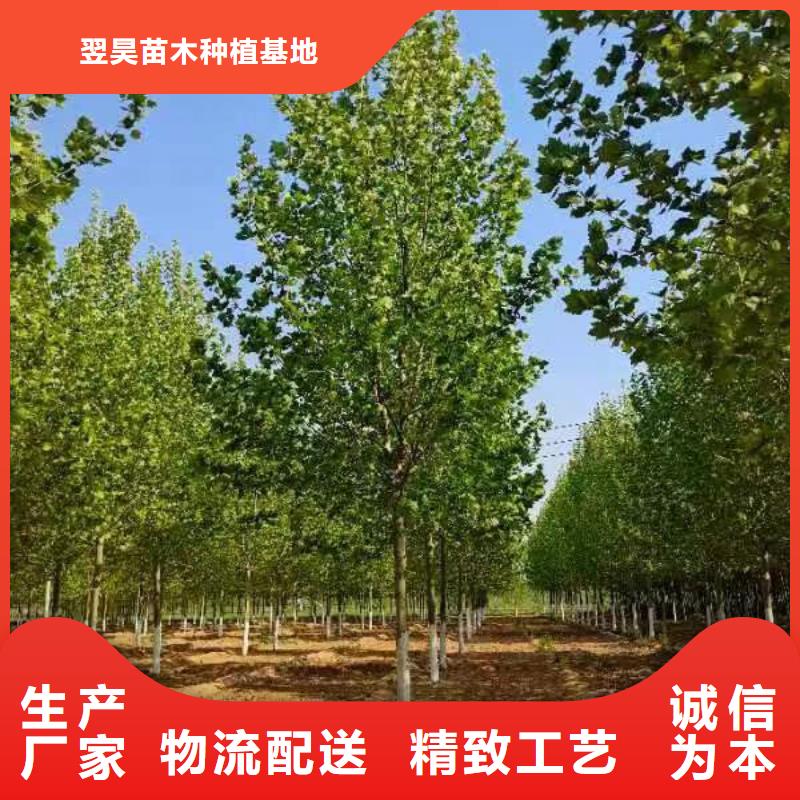 法桐五角枫质量层层把关
