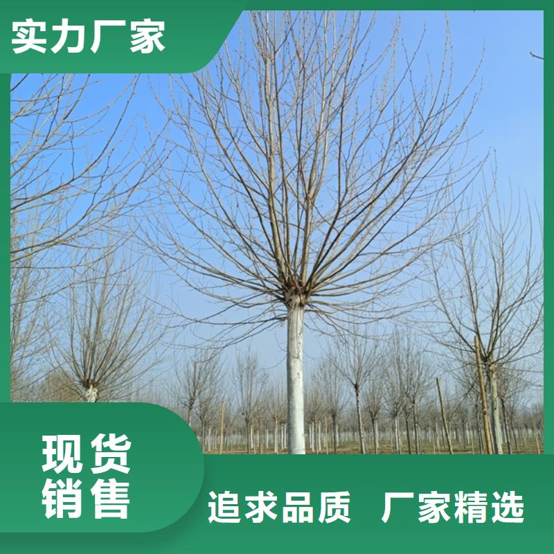法桐五角枫质量层层把关