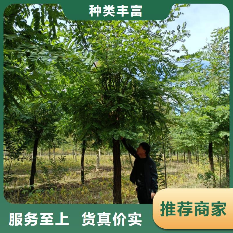 【法桐】国槐一站式采购商家