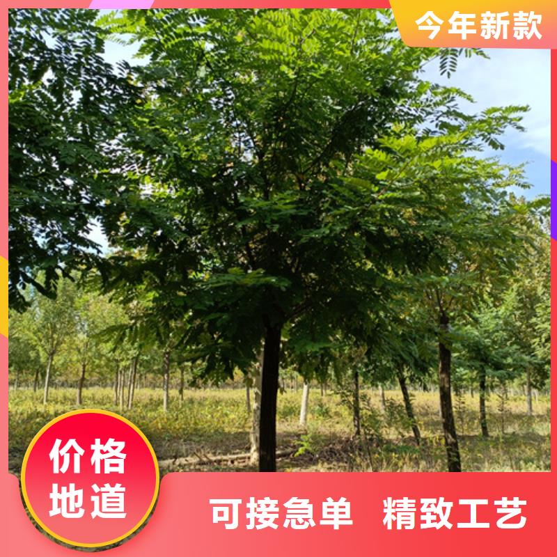 法桐截杆发帽多年实力厂家