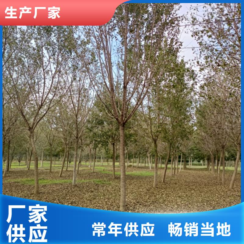 法桐_黄金槐价格低