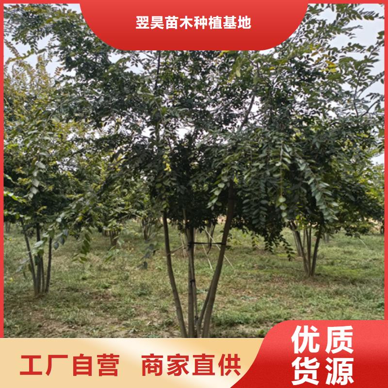 法桐截杆发帽专业供货品质管控