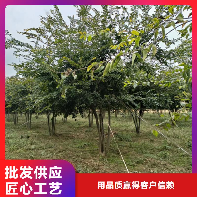 法桐截杆发帽省心又省钱