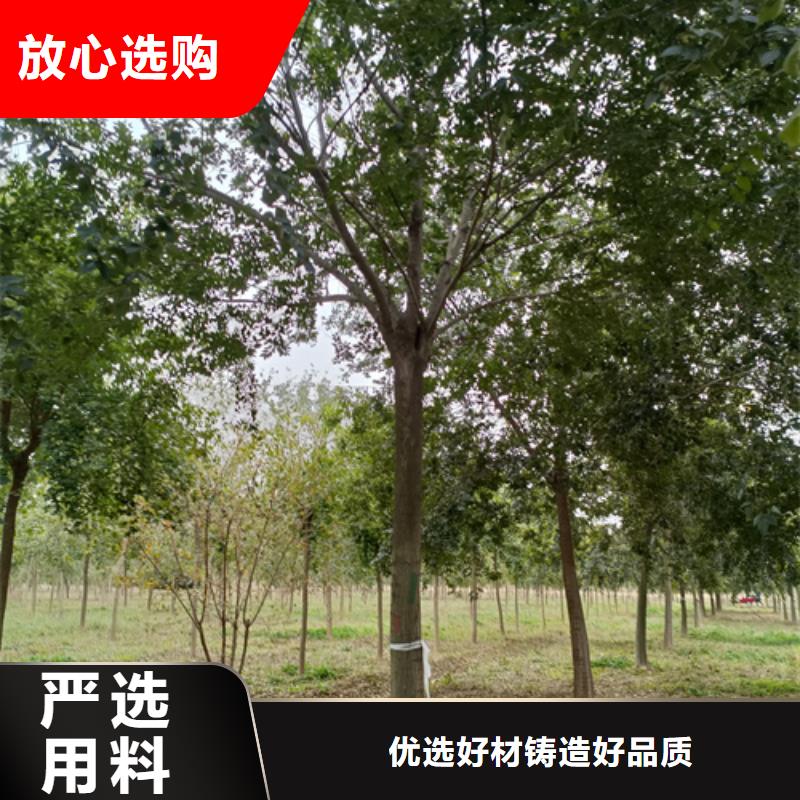 法桐_北京栾N年大品牌