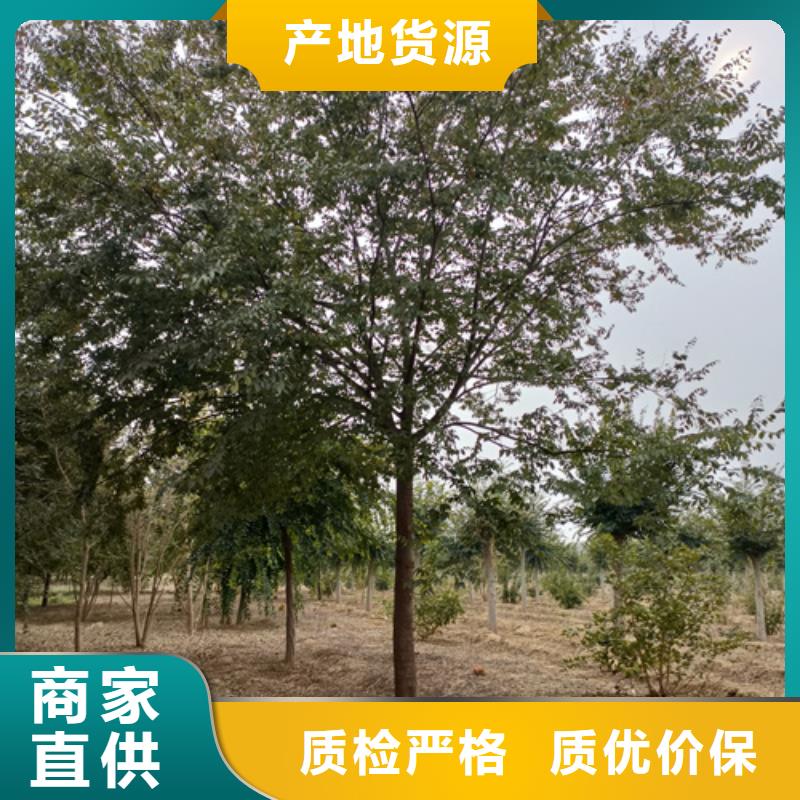 法桐白蜡采购