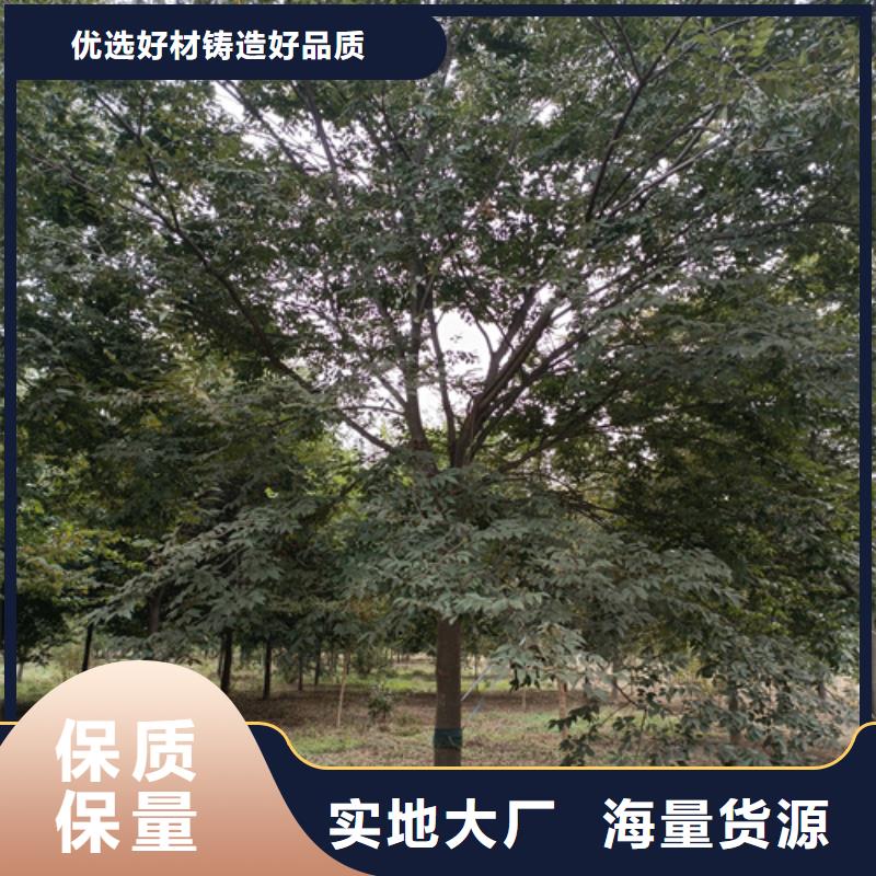 法桐,秋紫白蜡合作共赢