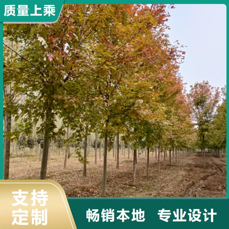 法桐-国槐现货实拍