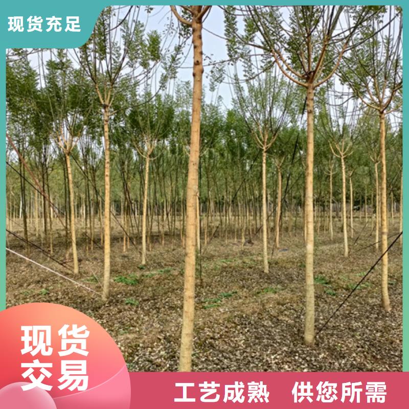 法桐截杆发帽专业供货品质管控