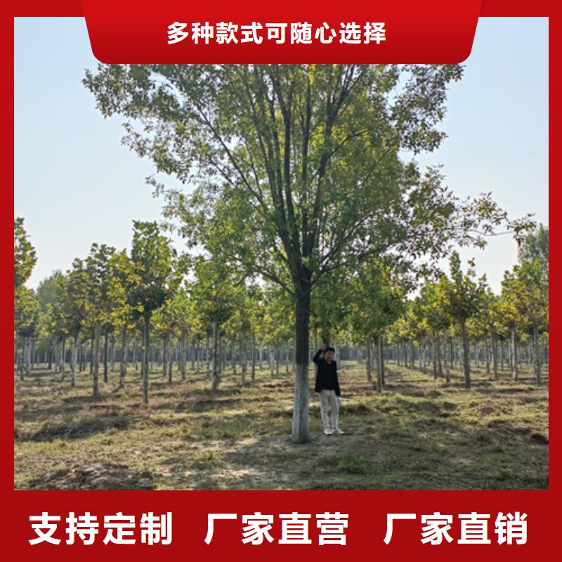 法桐-五角枫常年供应