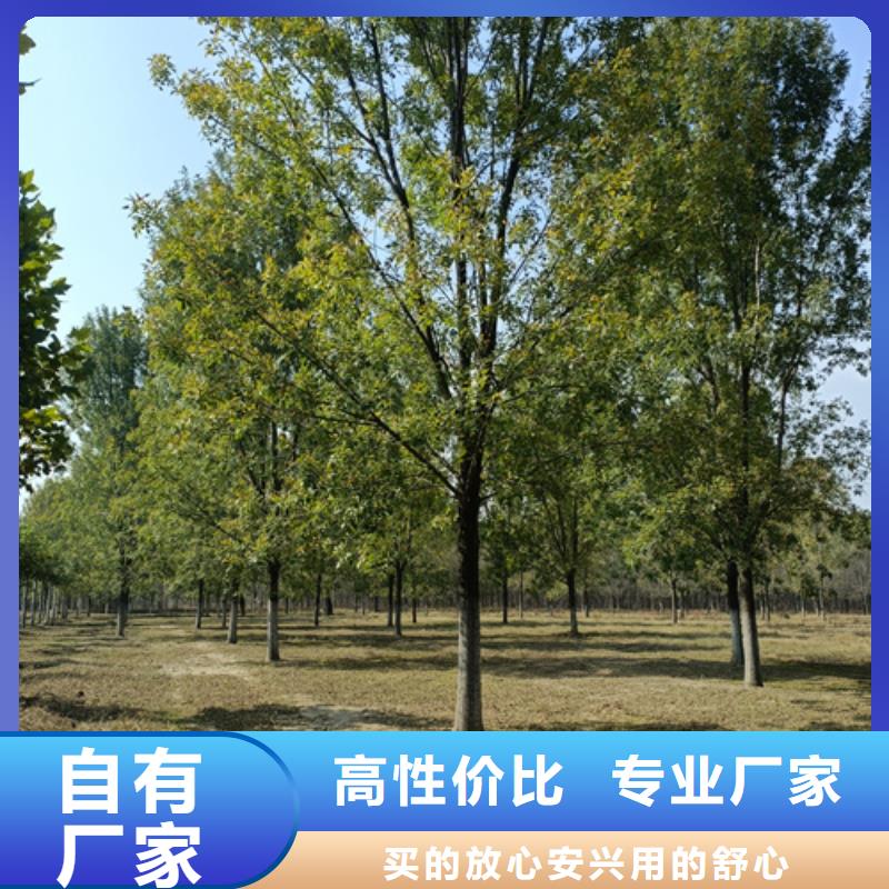 五角枫视频-荔浦|雁山|防城港|崇左|百色|玉林|北海|河池五角枫来图定制量大从优-翌昊苗木种植基地(桂林市分公司)