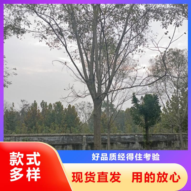 五角枫视频-荔浦|雁山|防城港|崇左|百色|玉林|北海|河池五角枫来图定制量大从优-翌昊苗木种植基地(桂林市分公司)
